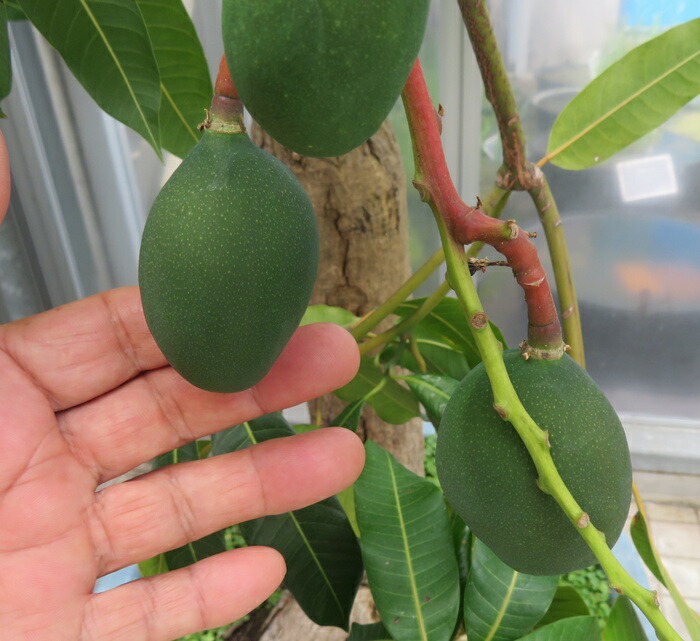 楽天市場】【現品発送】マンゴー マハチャノック 6号接ぎ木苗 : 千草園芸