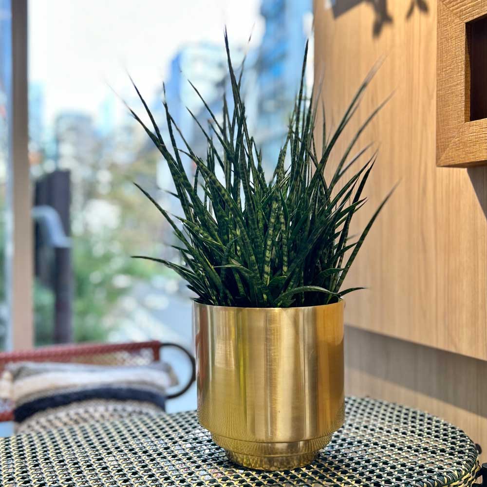 楽天市場】CLOVER(クローバー) アルミプランター ゴールド Φ11 3号鉢