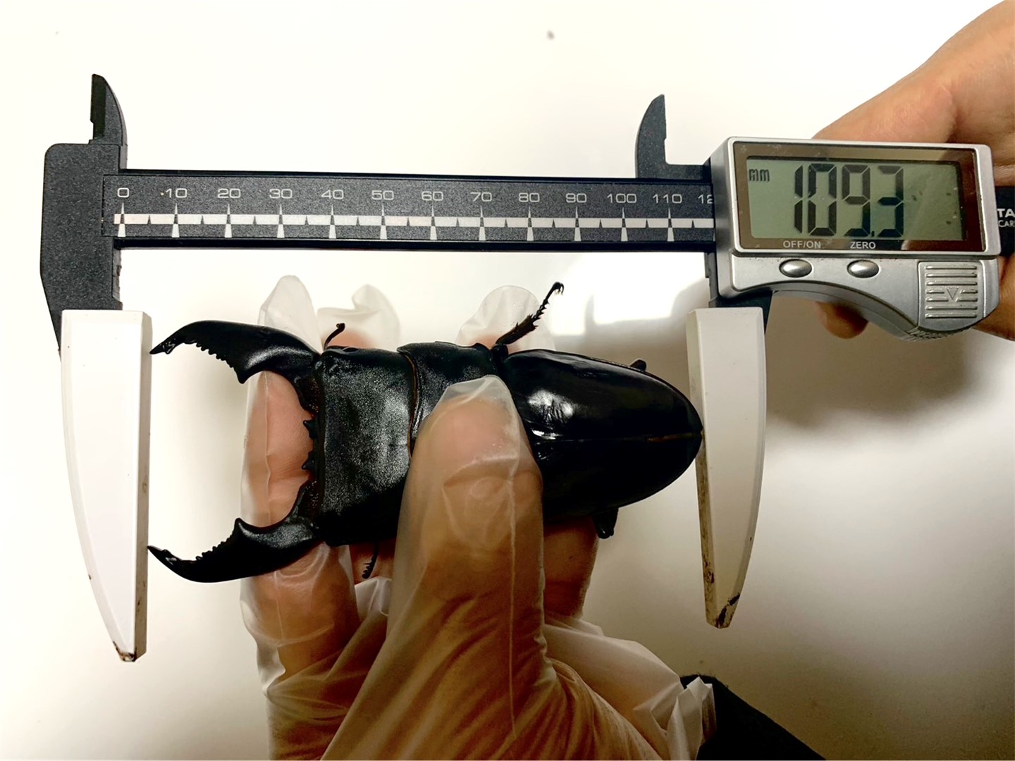 DDA ism 楽天市場店