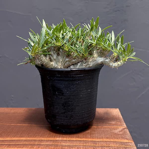 楽天市場】観葉植物/パキポディウム：グラキリス 綴化 3号鉢24-01