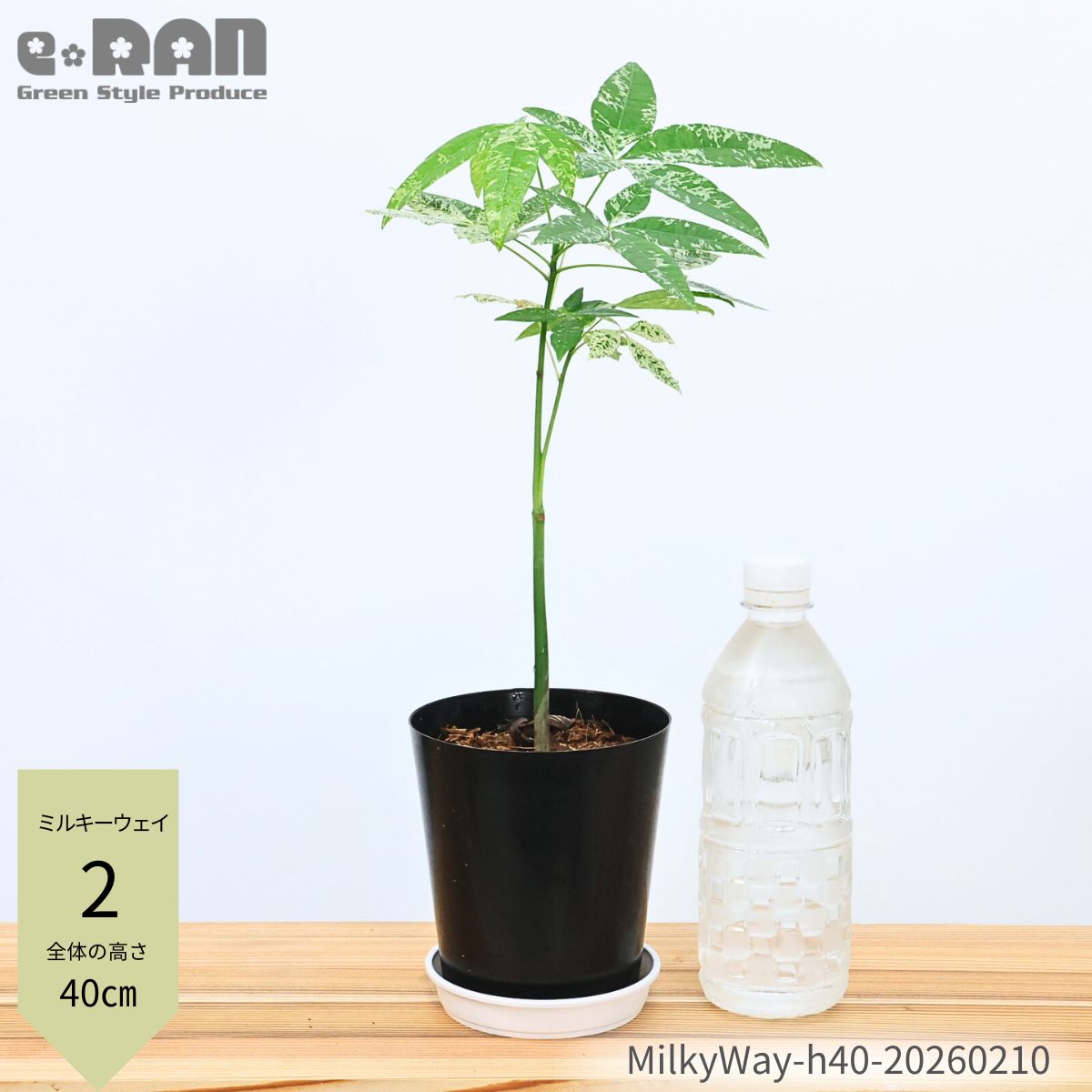 楽天市場】＼ポイント5倍／【選べる現品発送】国内実生株 パキラ