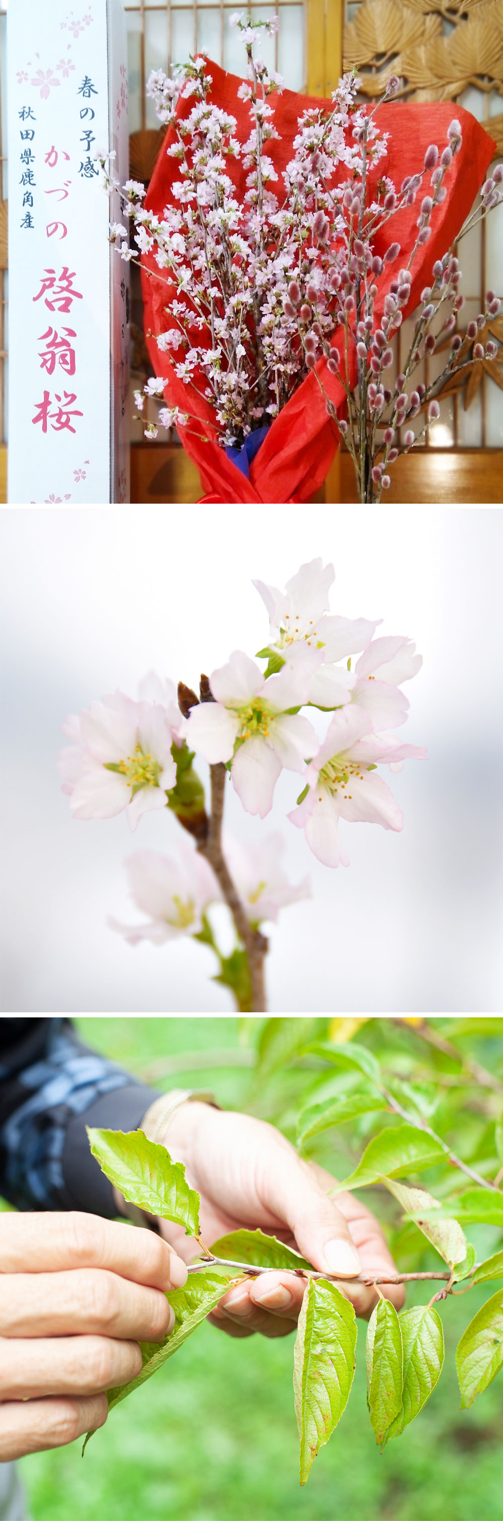 楽天市場】【ふるさと納税】 啓翁桜とピンクネコヤナギセット ( 80cm