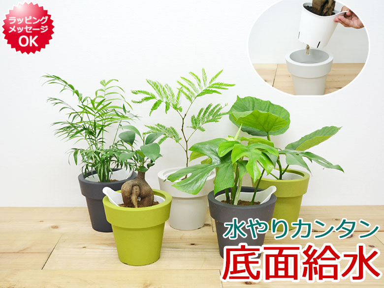 楽天市場】観葉植物 ウンベラータ エバーフレッシュ ガジュマル