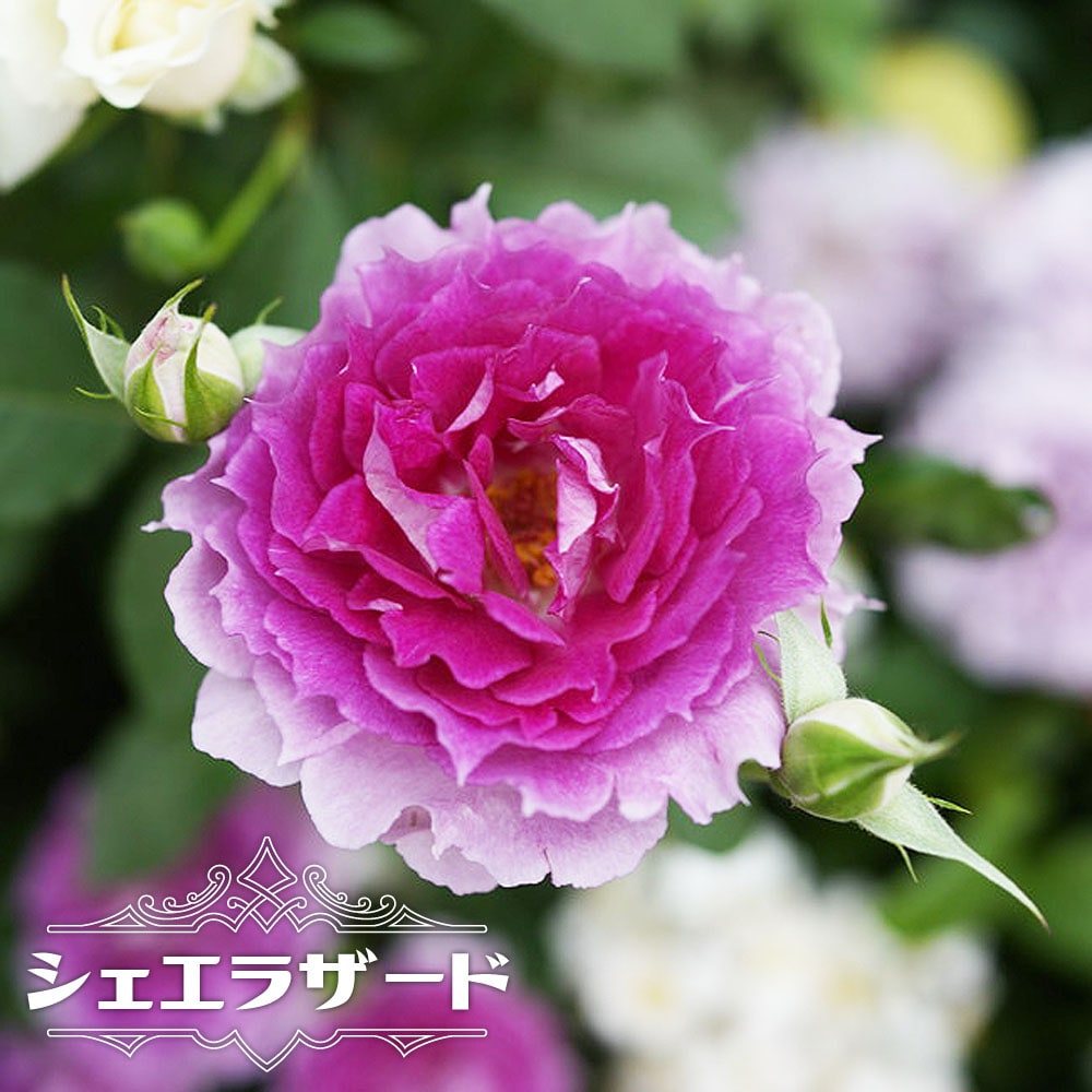 楽天市場】四季咲きバラ苗 【シェエラザード】 2年生大苗 : 苗木部