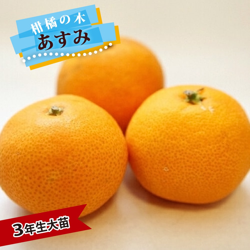 麗紅 3年生 苗木 登録品種 実つき！ 楽天市場】みかん 苗木 【麗紅