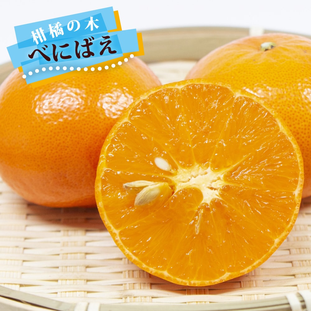 楽天市場】みかん 苗木 【麗紅】 オレンジ 3年生接木大苗 【産地で剪定