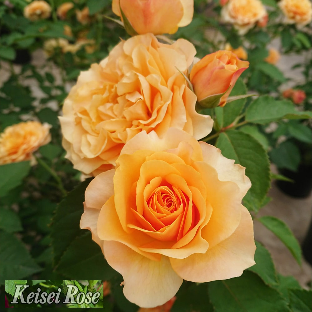 楽天市場】四季咲きバラ苗 【カントリートレンドセッター】 2年生大苗