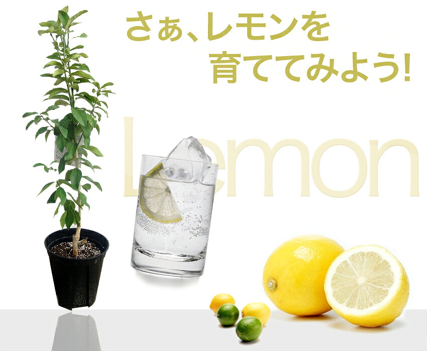 耐寒性 リスボンレモン｜【公式】花ひろばオンライン本店