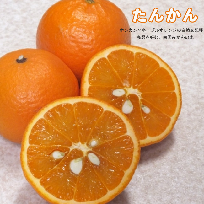 楽天市場】【スイートスプリング】 1年生接木苗 : 苗木部 by 花