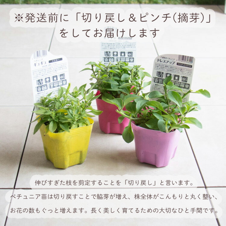 楽天市場】タキイ種苗ブランド 八重ペチュニア苗 ドレスアップ