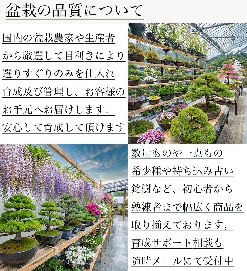 楽天市場】盆栽 もみじ 希少 清姫もみじ 箒造り 日時指定可 樹齢7年