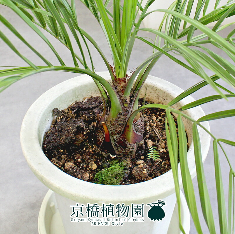 楽天市場】【現品】ココスヤシ 10号 白鉢【選べる観葉植物】【観葉植物