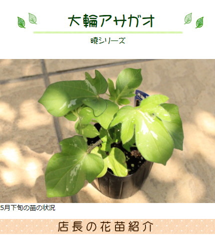 楽天市場】大輪アサガオ 暁シリーズ 朝顔 あさがお 9センチポット 3号