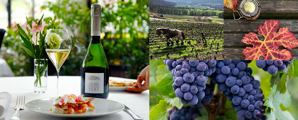 ピエール ミニョン ブラン ド ブラン NV ブランドブラン Pierre Mignon