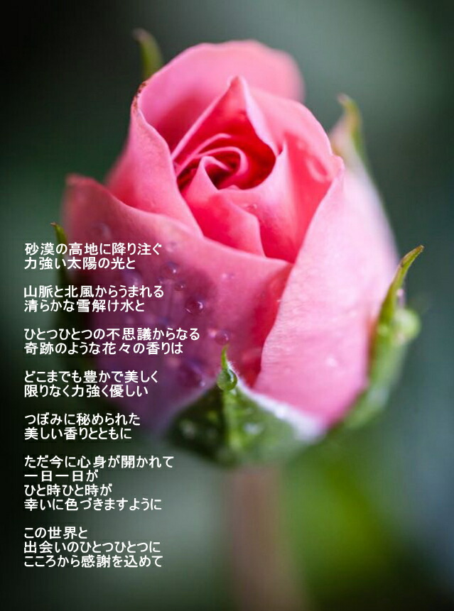 楽天市場】◇こだわりの ローズオットー◇無農薬 自然栽培 ローズ 精油