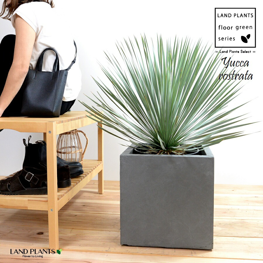 楽天市場】ユッカ（ロストラータ） 10号 ファイバー製 キューブ型 陶器