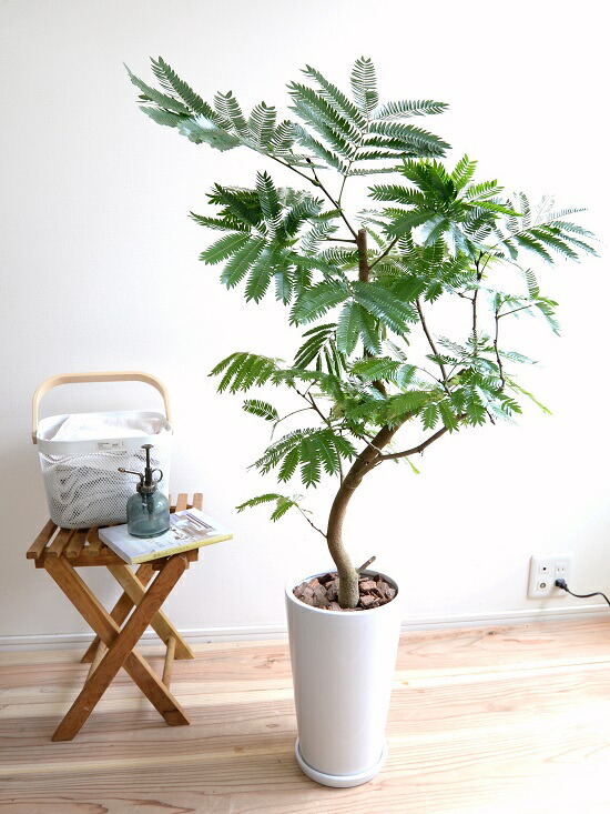 楽天市場】エバーフレッシュ 白色 スリム型 陶器鉢 鉢植え 鉢 陶器 苗