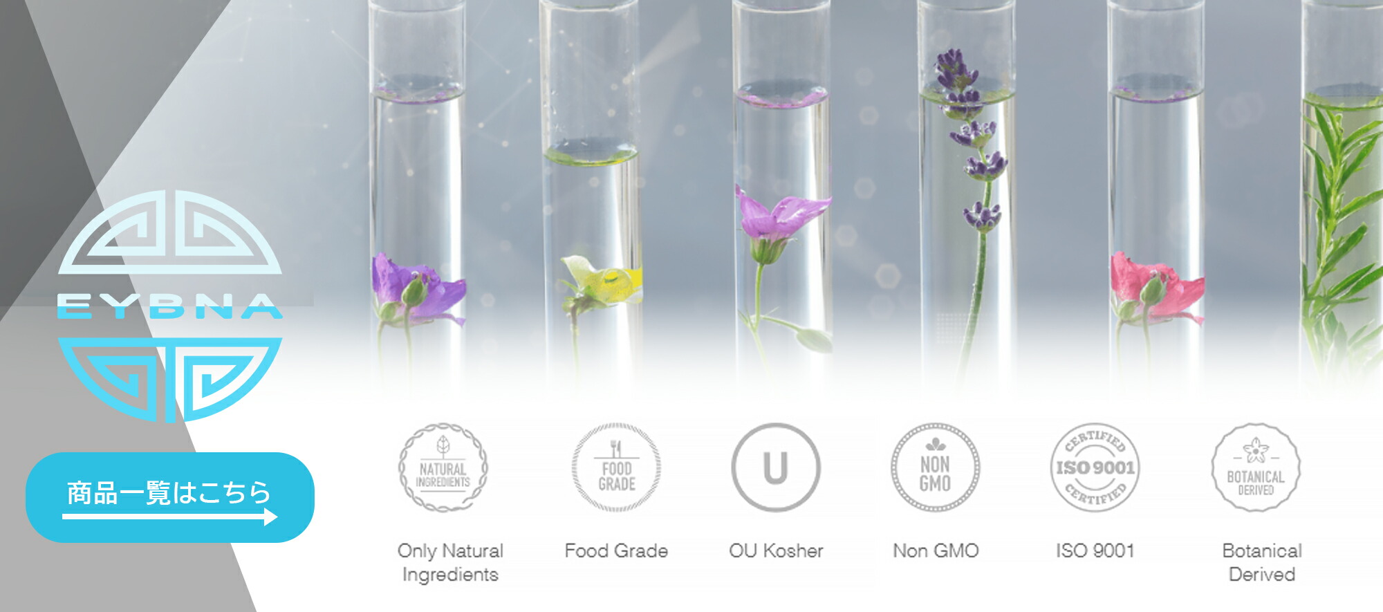 楽天市場】＼即日発送／ テルペン イスラエル EYBNA 『Palateシリーズ