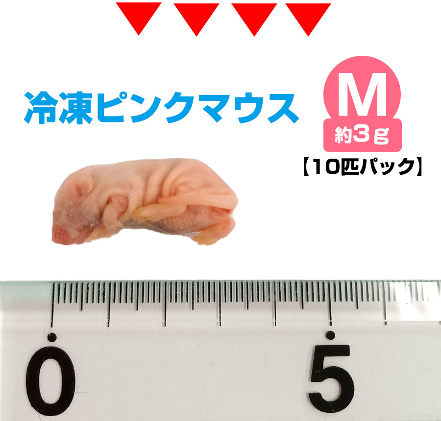 楽天市場】【冷凍】 冷凍ピンクマウス Mサイズ（約3g）10匹パック（T2
