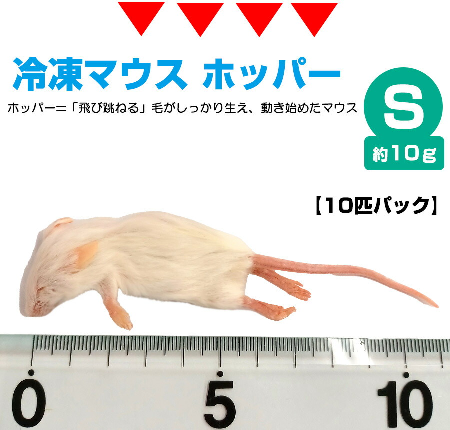 冷凍】 冷凍マウス ホッパー Sサイズ（約10g）10匹パック（T2