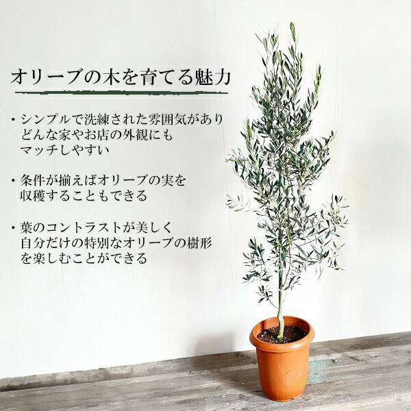 楽天市場】観葉植物 大型 オリーブ 10号鉢 法人様送料無料 庭木 鉢植え