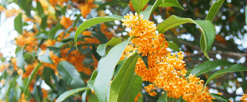 楽天市場】【 生活の木 公式 】アウトレット40%OFF 在庫限り終売のため