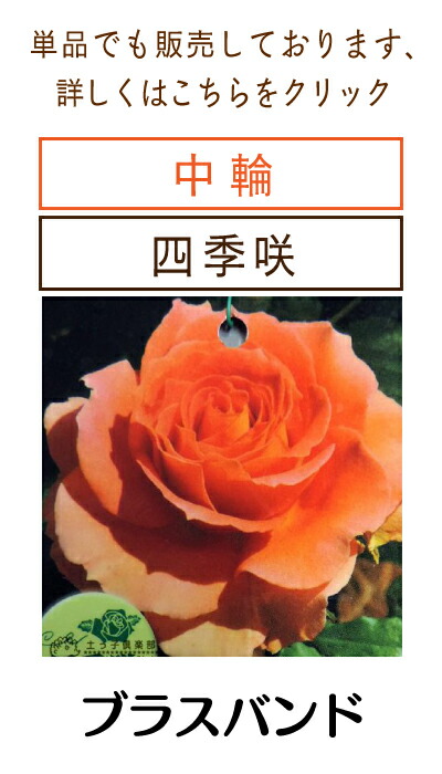 楽天市場】薔薇 苗 四季咲き中輪B 2年生 接ぎ木苗 【 2個セット