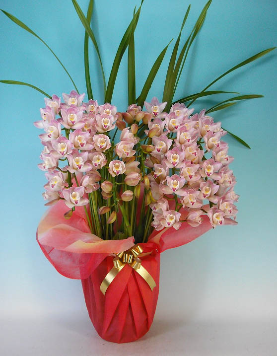 ☆シンビジューム☆CYM あんみつ姫☆アーチ☆陶器7号鉢☆5F