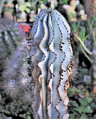 ポリゴナとバリダなどのユーフォと盆栽風葉物メセン | ☆ガマンマの