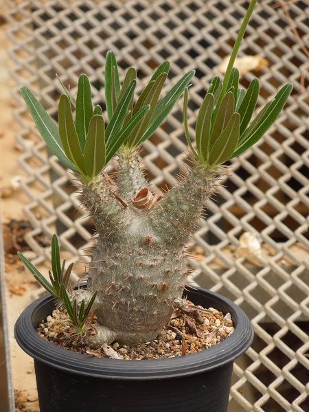 パキポディウム・グラキリスとデンシフローラムが咲いていた | 小平太