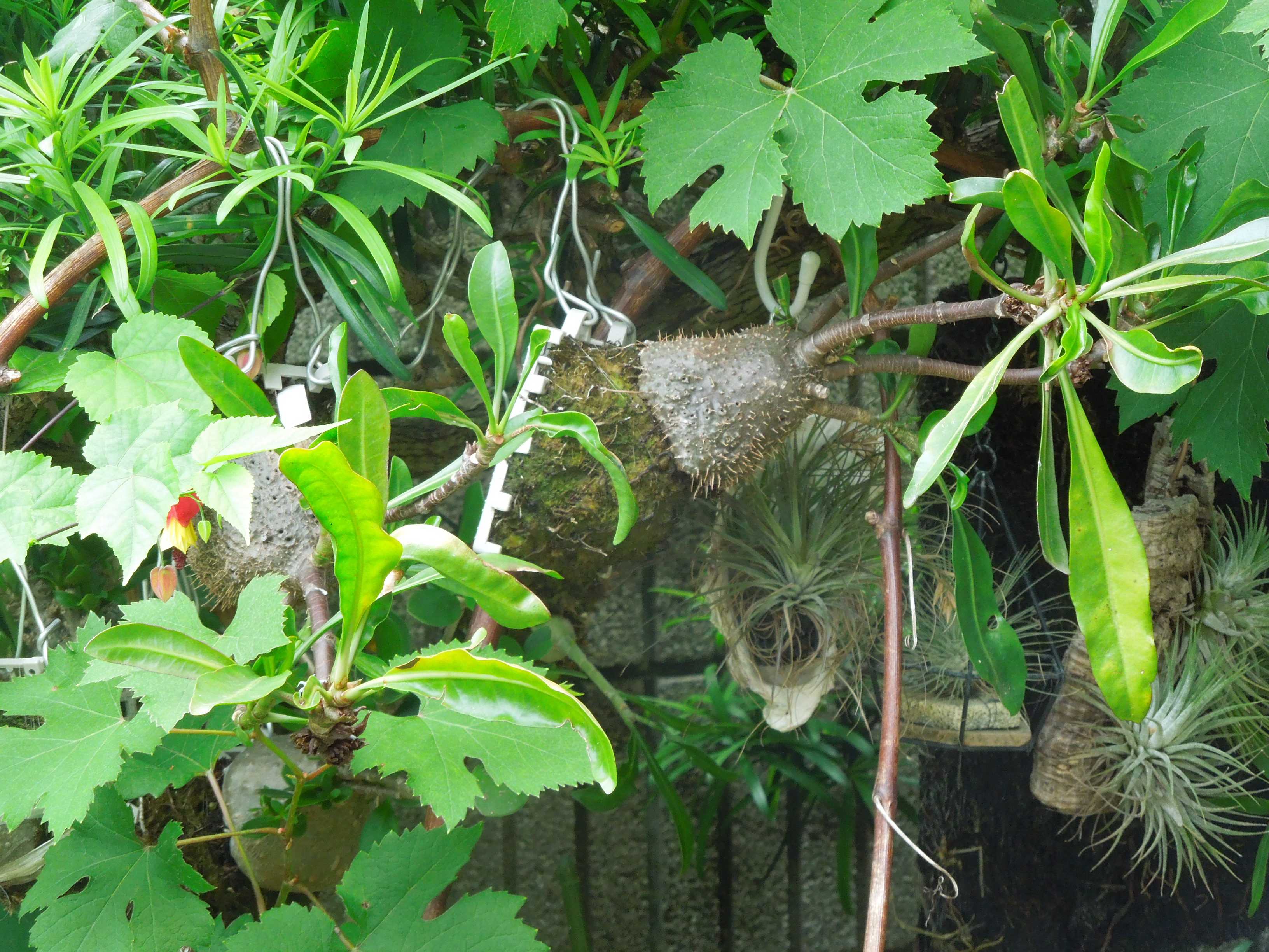 アリ植物・ミルメフィタム・セレビカムの花が咲き始めた | 小平太1098
