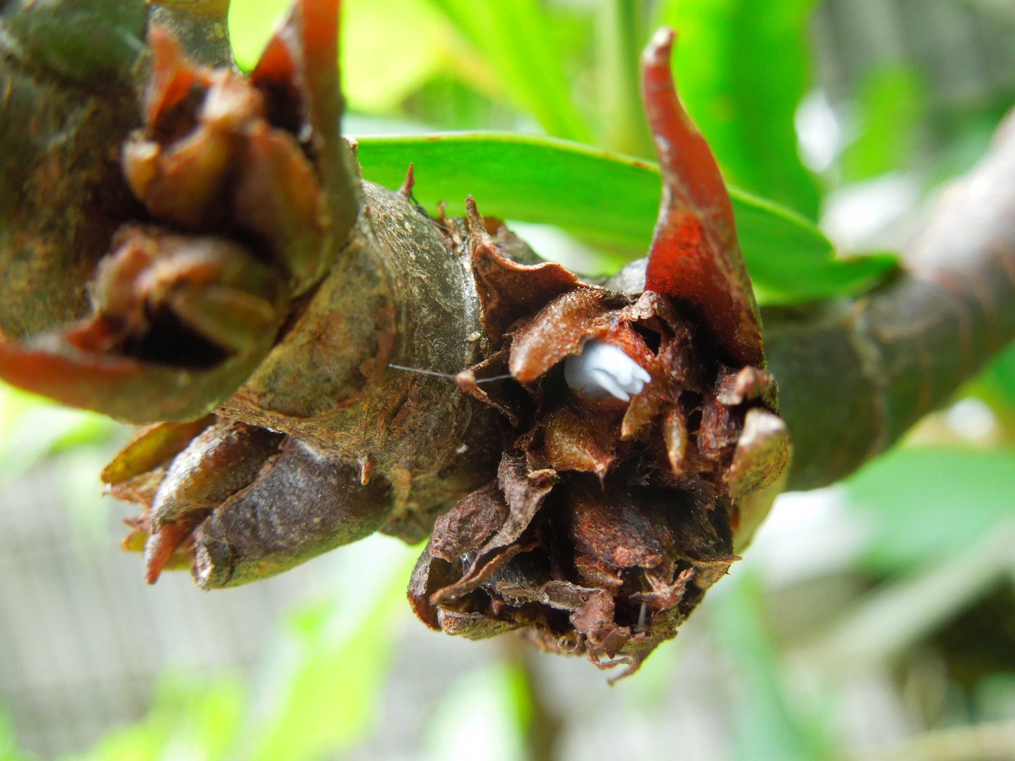 アリ植物・ミルメフィタム・セレビカムの花が咲き始めた | 小平太1098