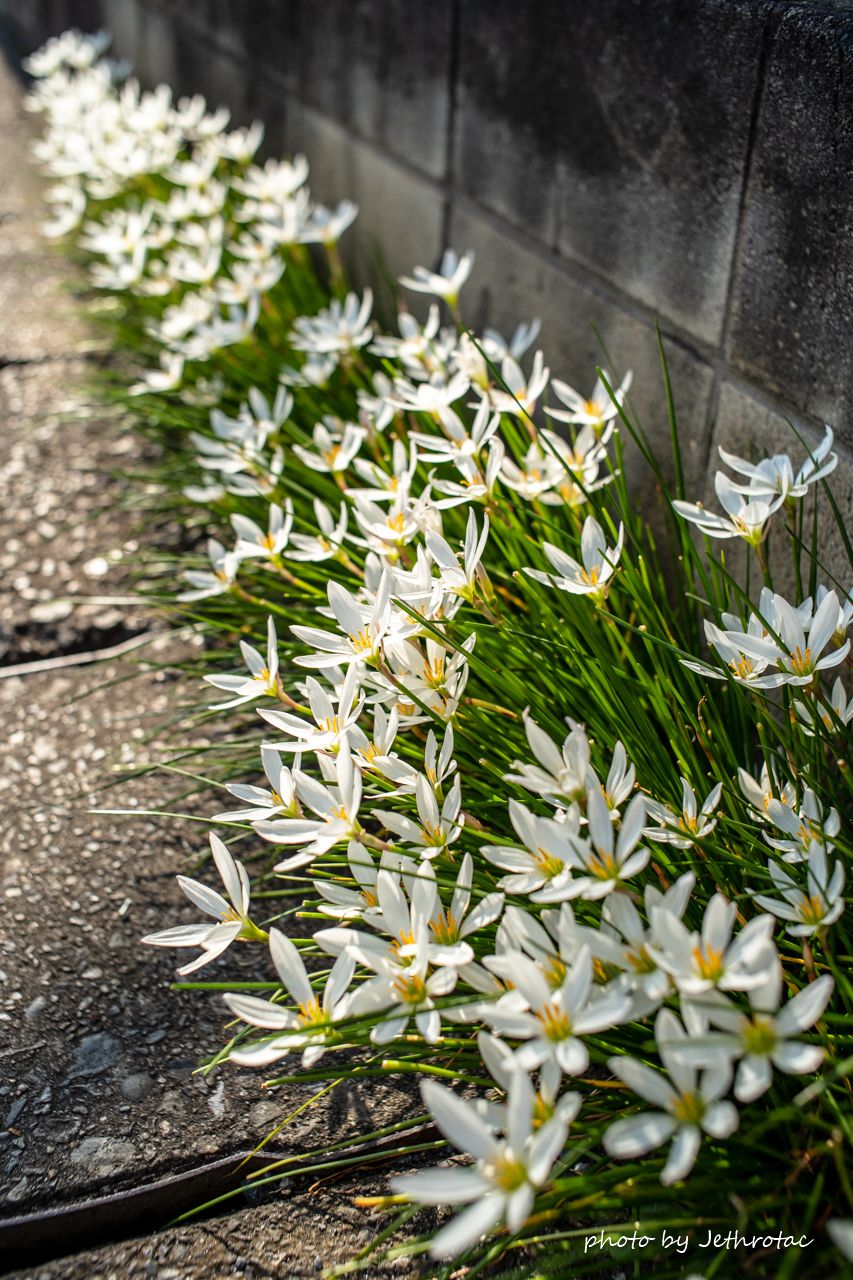 Nikkor-O・C Auto 35mm F2」α7IIIでわかった『味』の正体 | ♡ With