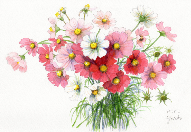 コスモス」水彩画（絵寸210×297・額寸377×454mm）志村好子