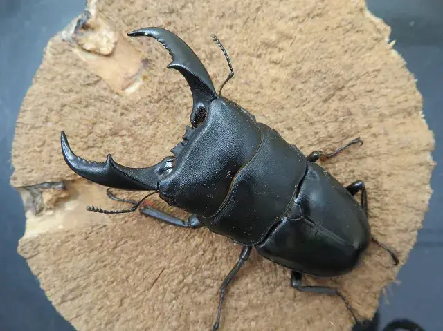 サキシマヒラタクワガタ（石垣島産）72ミリペア販売/クワガタ工房 虫吉