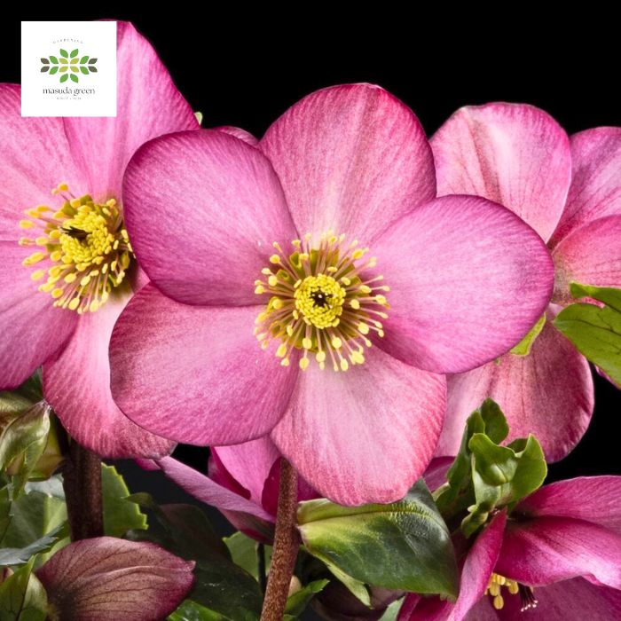 クリスマスローズ 雪の妖精 新品種 ピンクフレア 4.5号