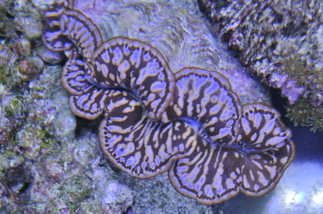 セレクト美個体☆入荷稀な珍カラー