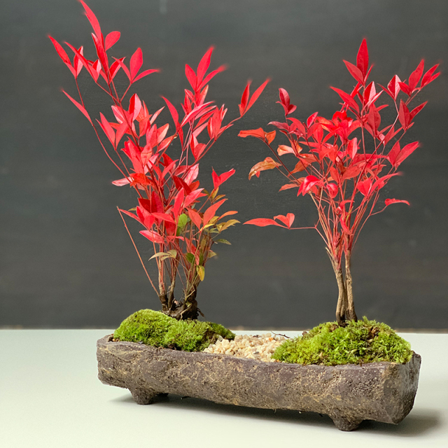 送料無料 南天のミニ盆栽 くらま岩器風長方鉢 並木道盆栽 ぼんさい