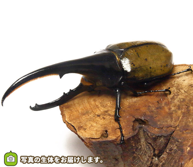 実物写真】大型！ヘラクレス・ヘラクレス グアドループ産 F1 オス148mm