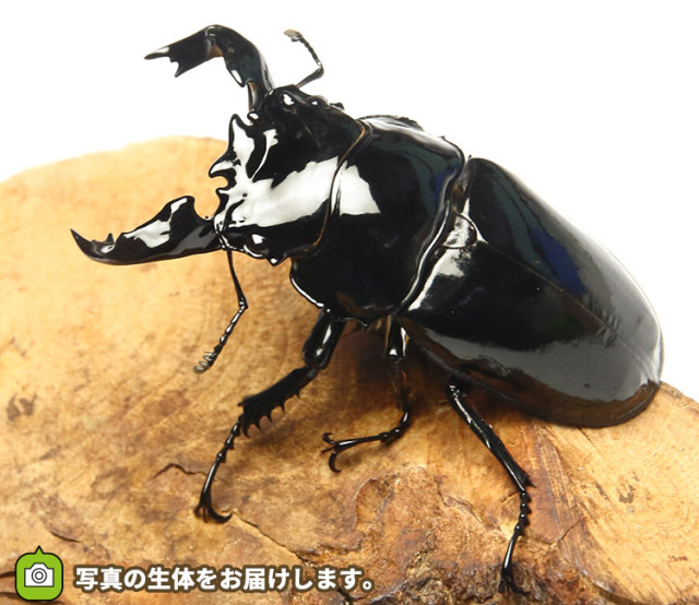 タランドゥスオオツヤクワガタ│ビートルファーム