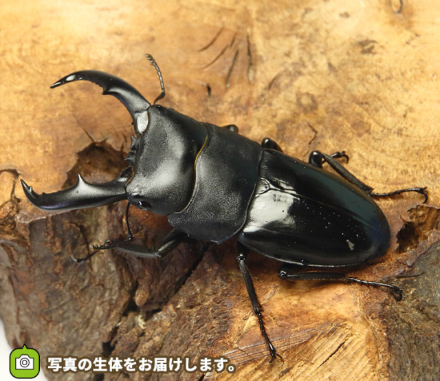 トクノシマヒラタクワガタの販売・通販│ビートルファーム