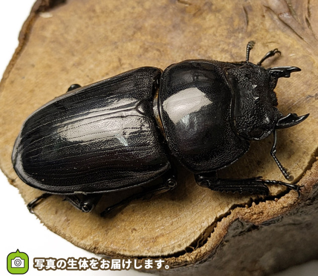 オオクワガタ メス単品・オス単品の販売│ビートルファーム