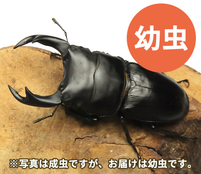 国産オオクワガタ幼虫の販売│ビートルファーム