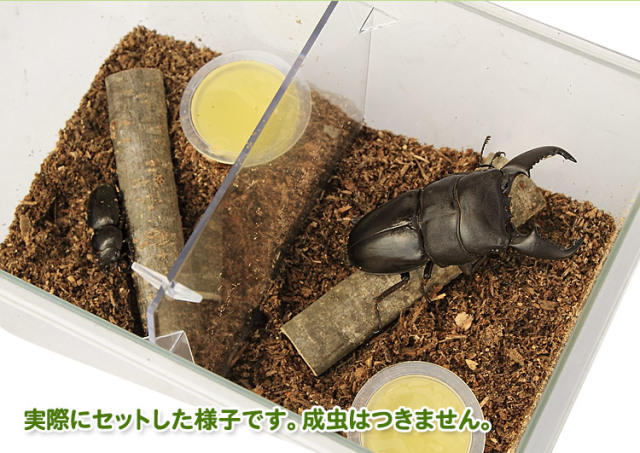 クワガタ・カブトムシ成虫飼育セット
