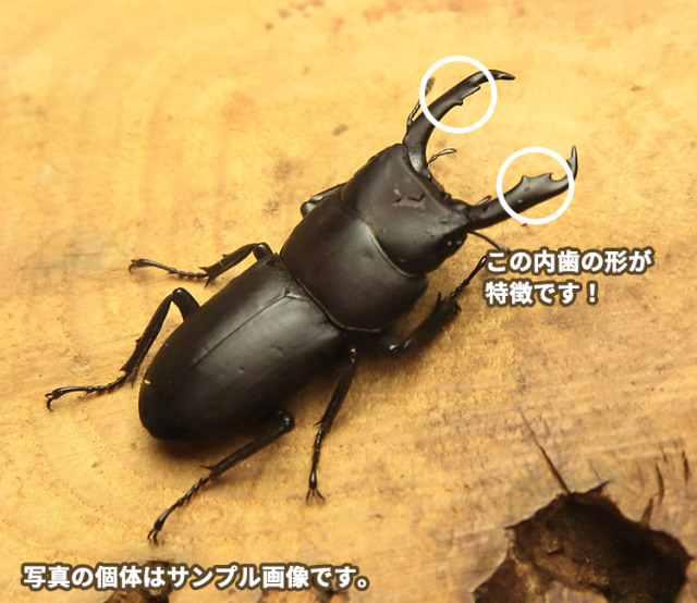 スジクワガタ 野外採集個体の販売│ビートルファーム
