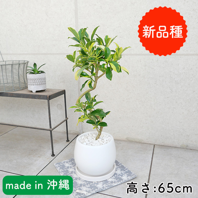 10,001～15,000円 観葉植物と植木鉢の専門店cocolate（ココレート）