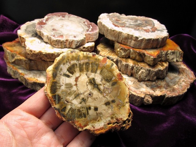 珪化木 ペトリファイドウッド プレート 置物 重さ170g-200g 神秘なる大