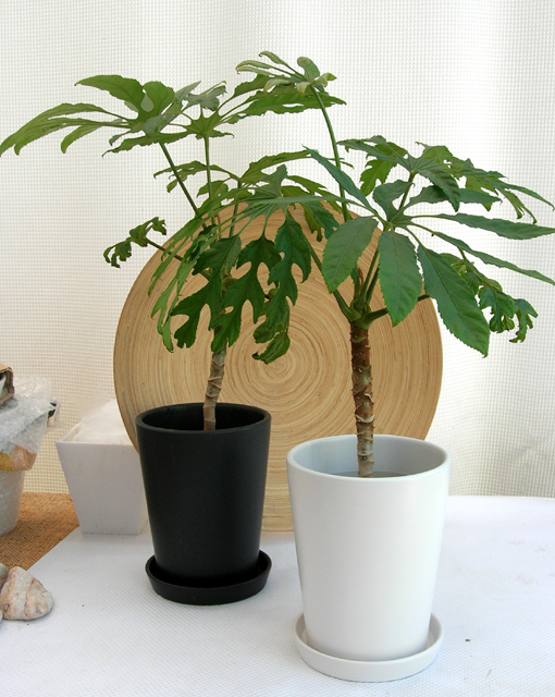 大きな雪の結晶形の葉 トレベシア・パルマータ観葉植物の種類が豊富