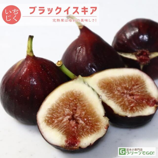 イチジク 苗 【ブラックイスキア】 1年生 挿し木 ポット苗