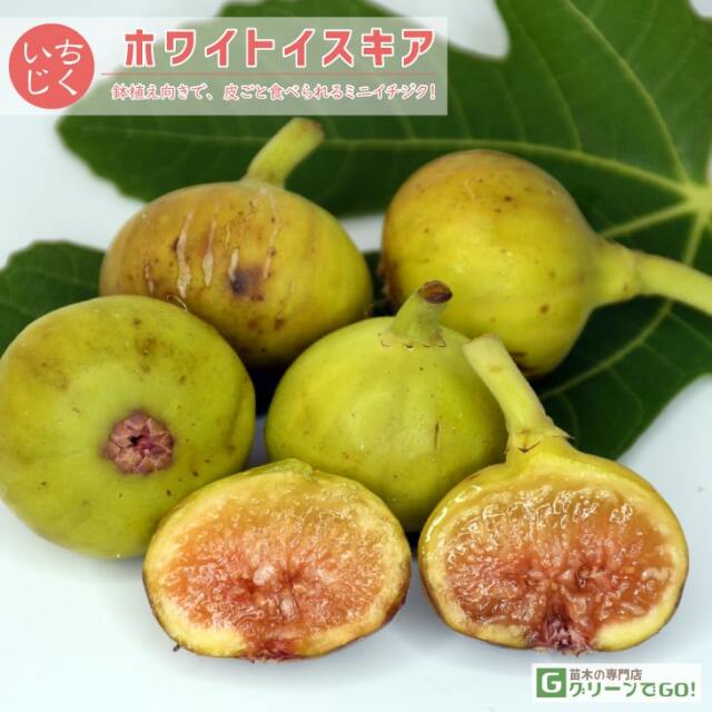 イチジク 苗 【ホワイトイスキア】 1年生 挿し木 ポット苗